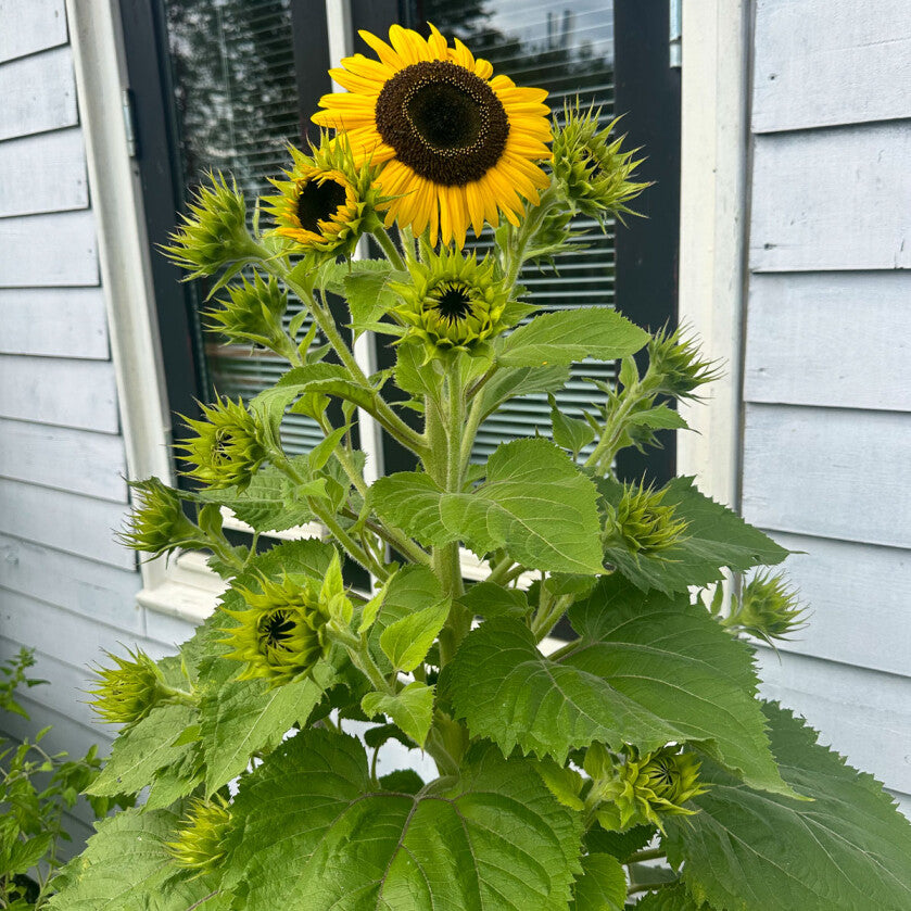 Mini zonnebloem