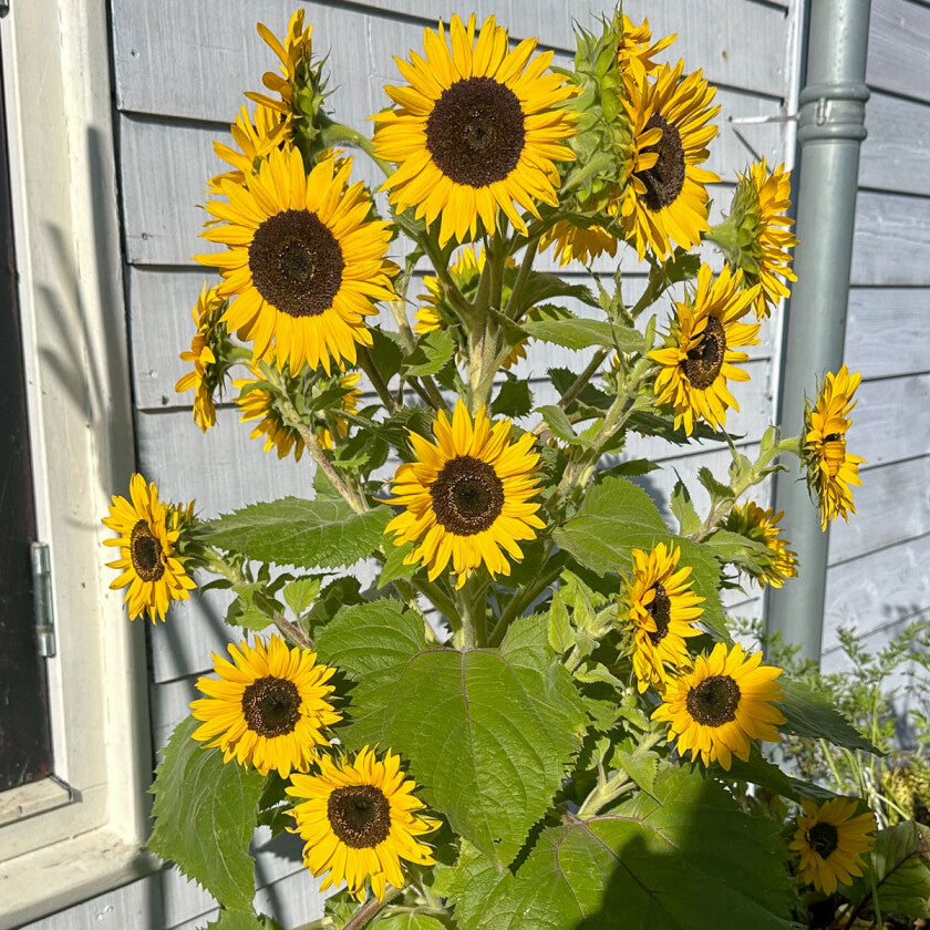 Mini zonnebloem