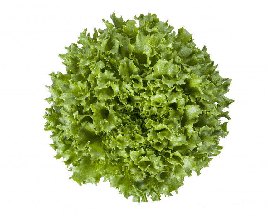 Groene Batavia Pro