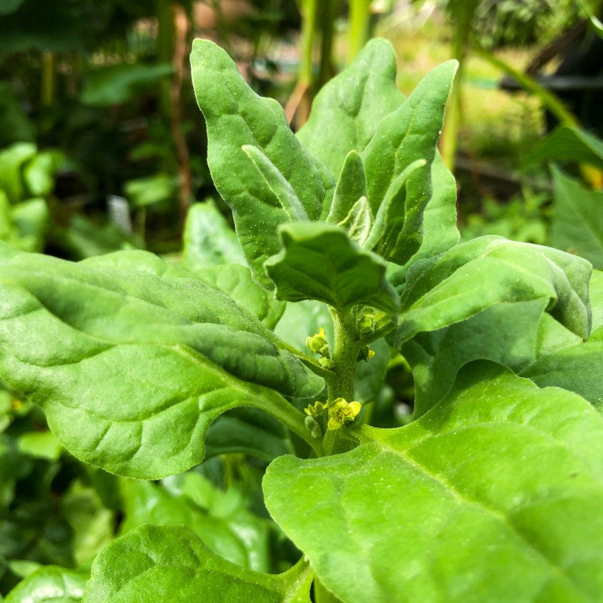 NZ spinach