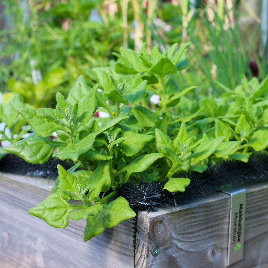 NZ spinach