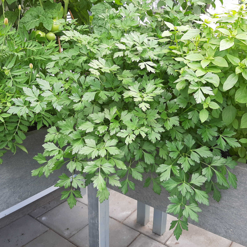 Parsley