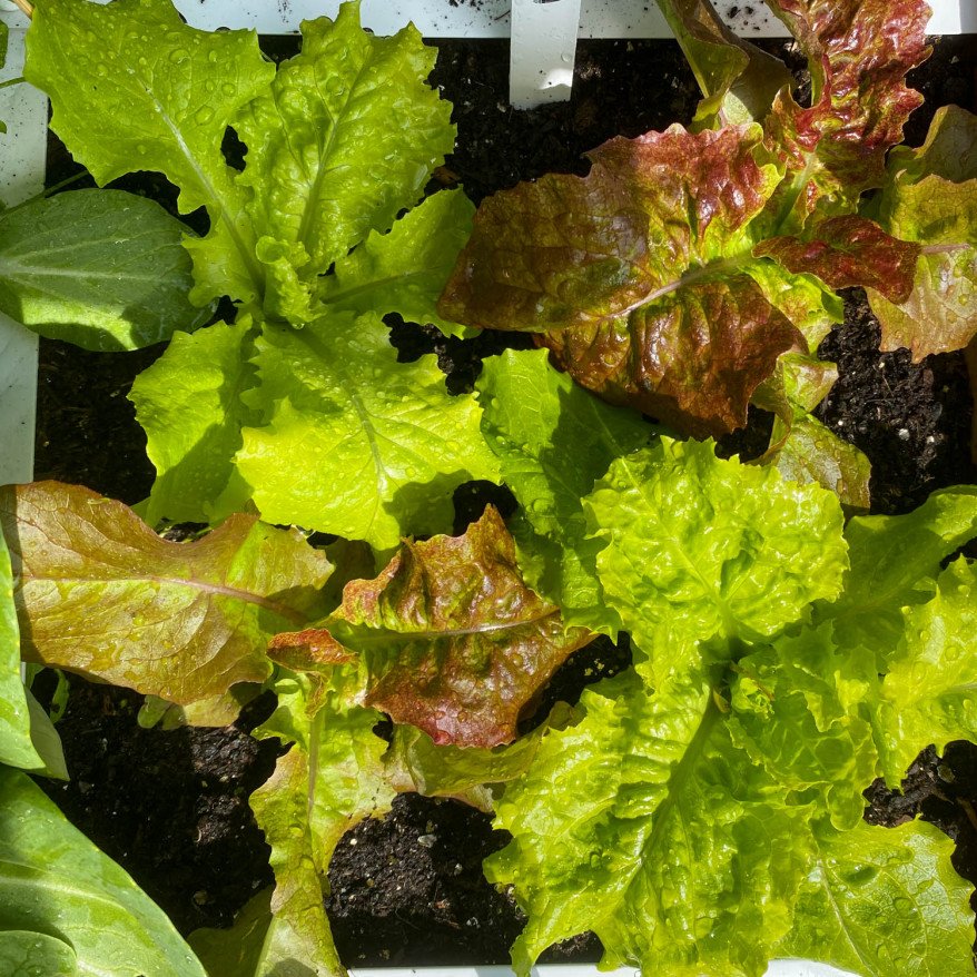 Pick lettuce