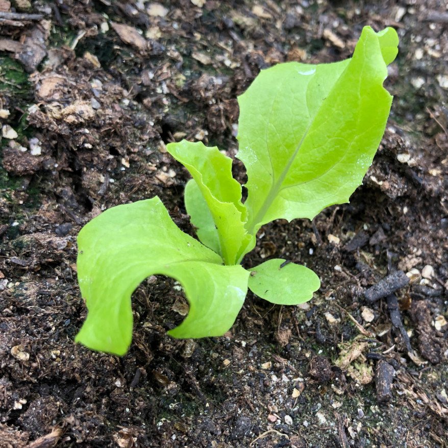 Pick lettuce