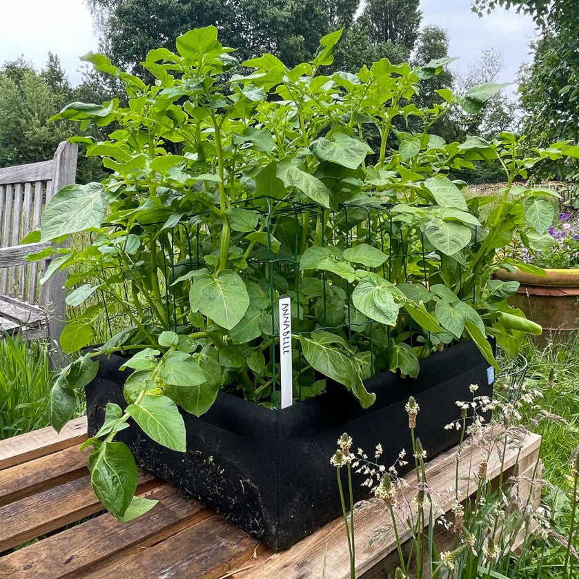 Vroege aardappels