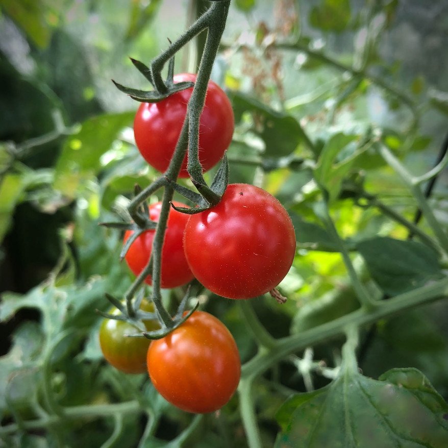 Tomate