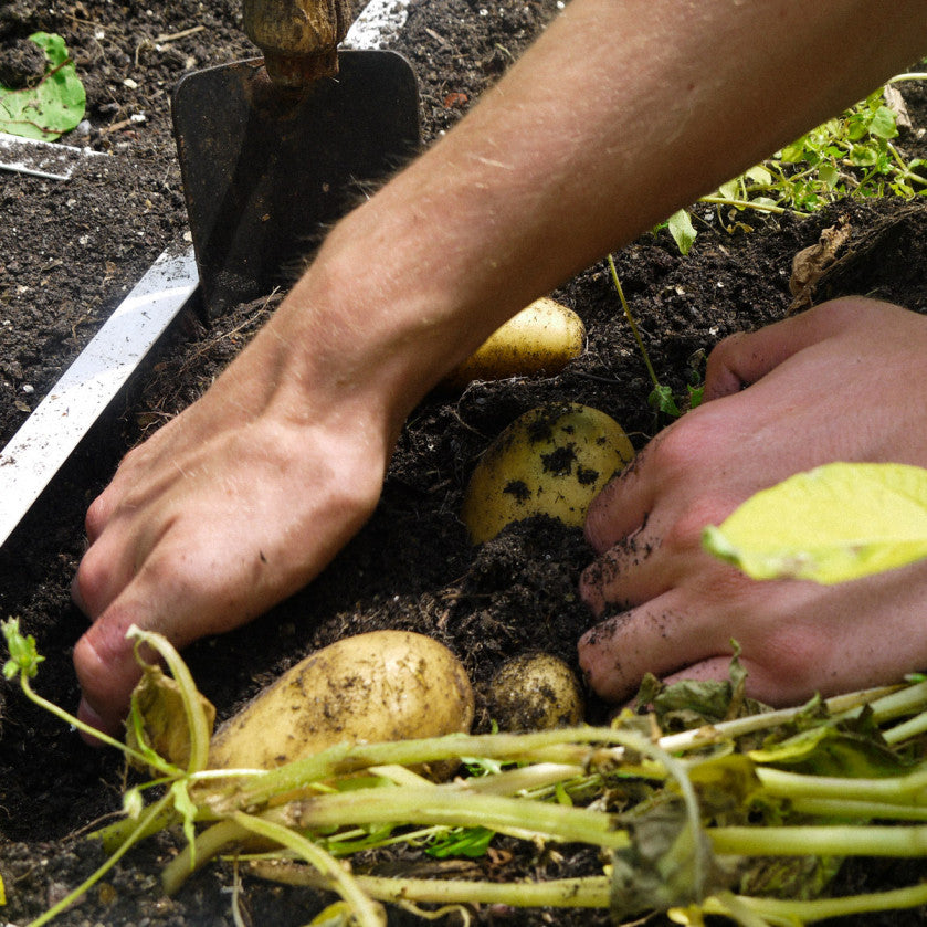 Vroege aardappels