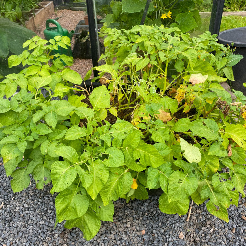 Vroege aardappels
