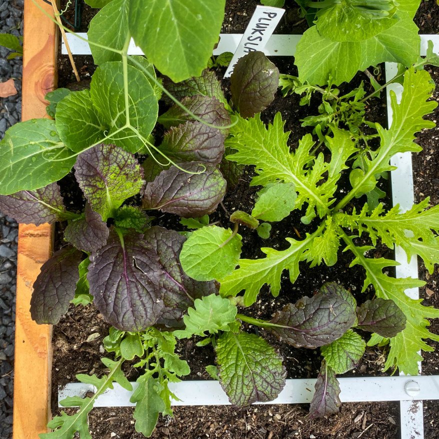 Lettuce Asia