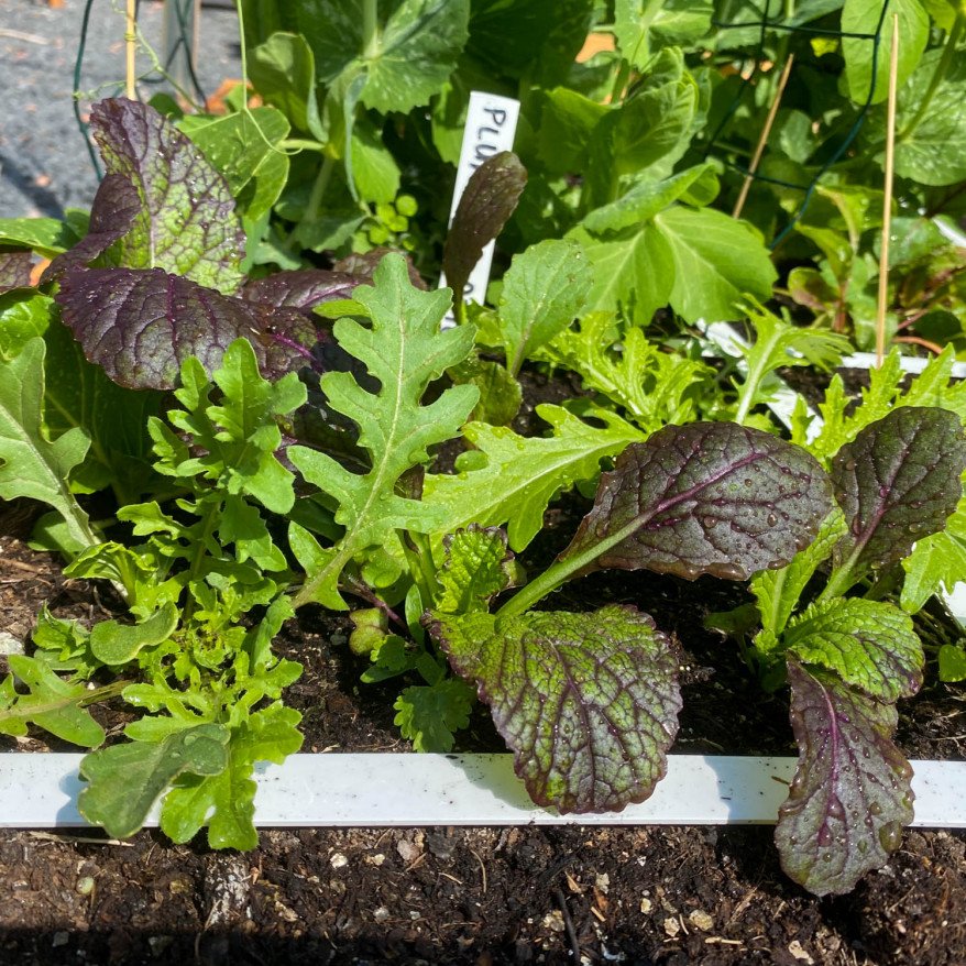 Lettuce Asia