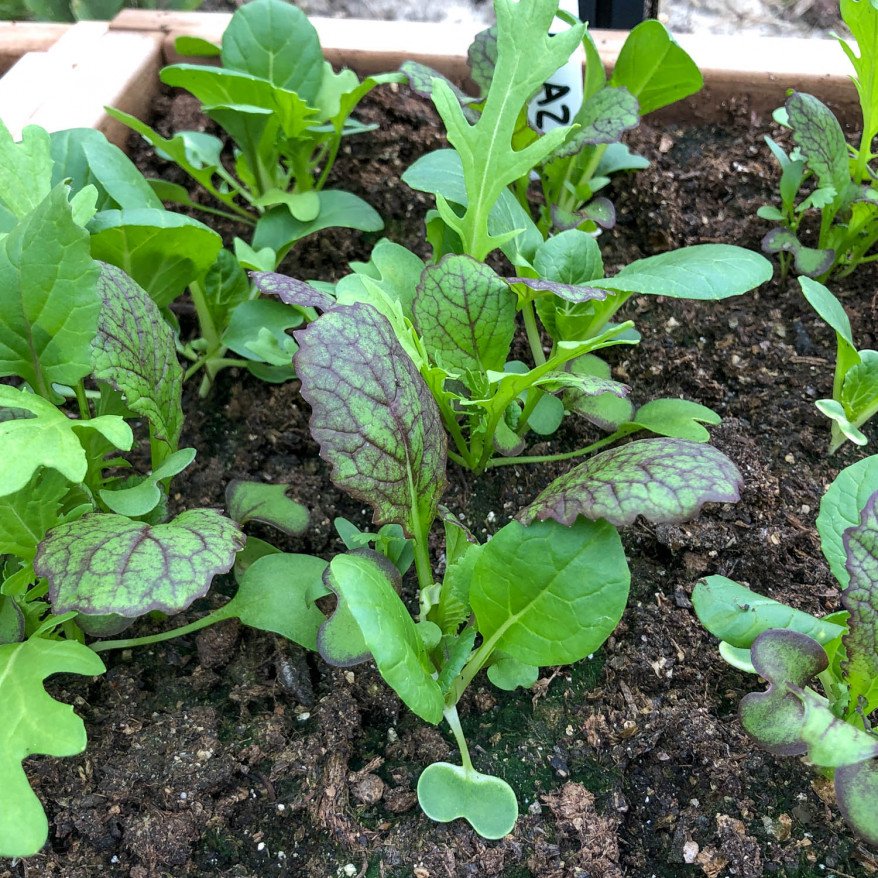 Lettuce Asia