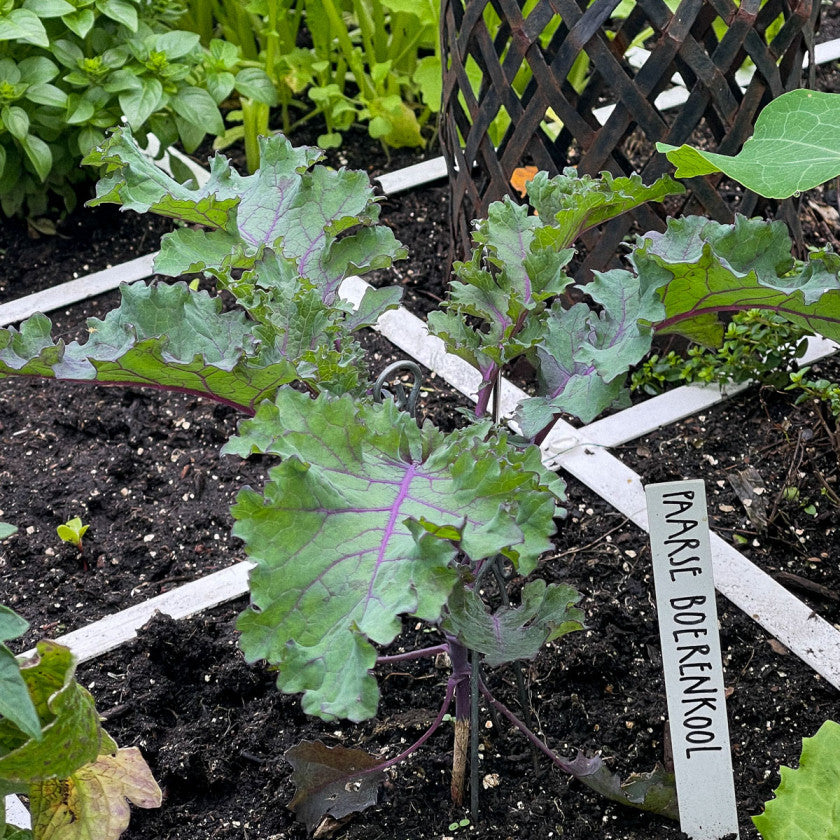 Purple kale