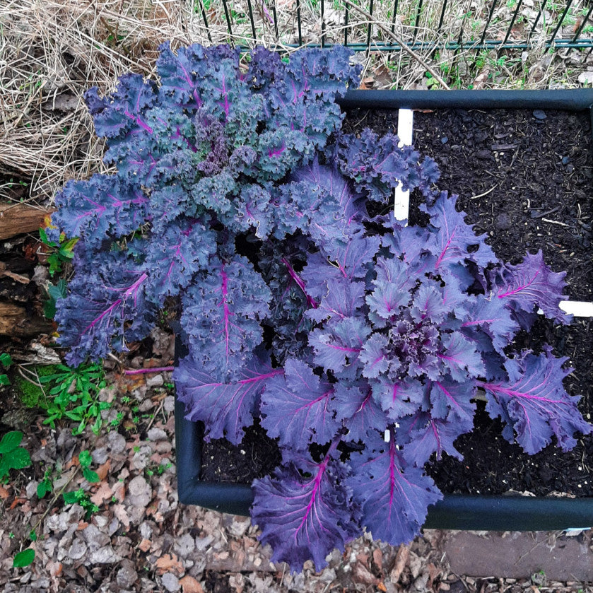 Purple kale