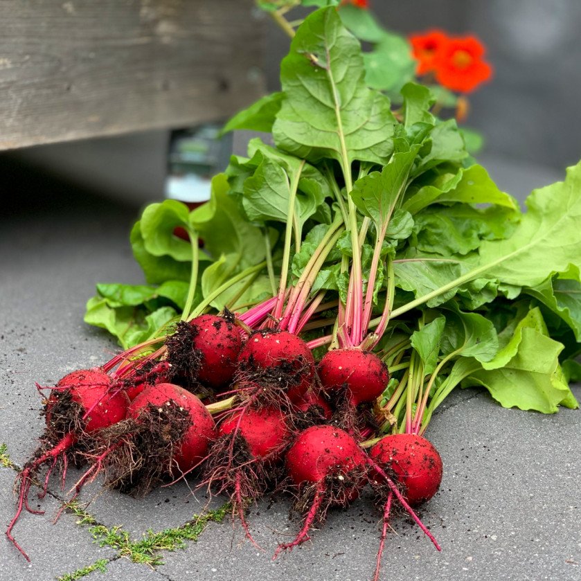 Chioggia biet