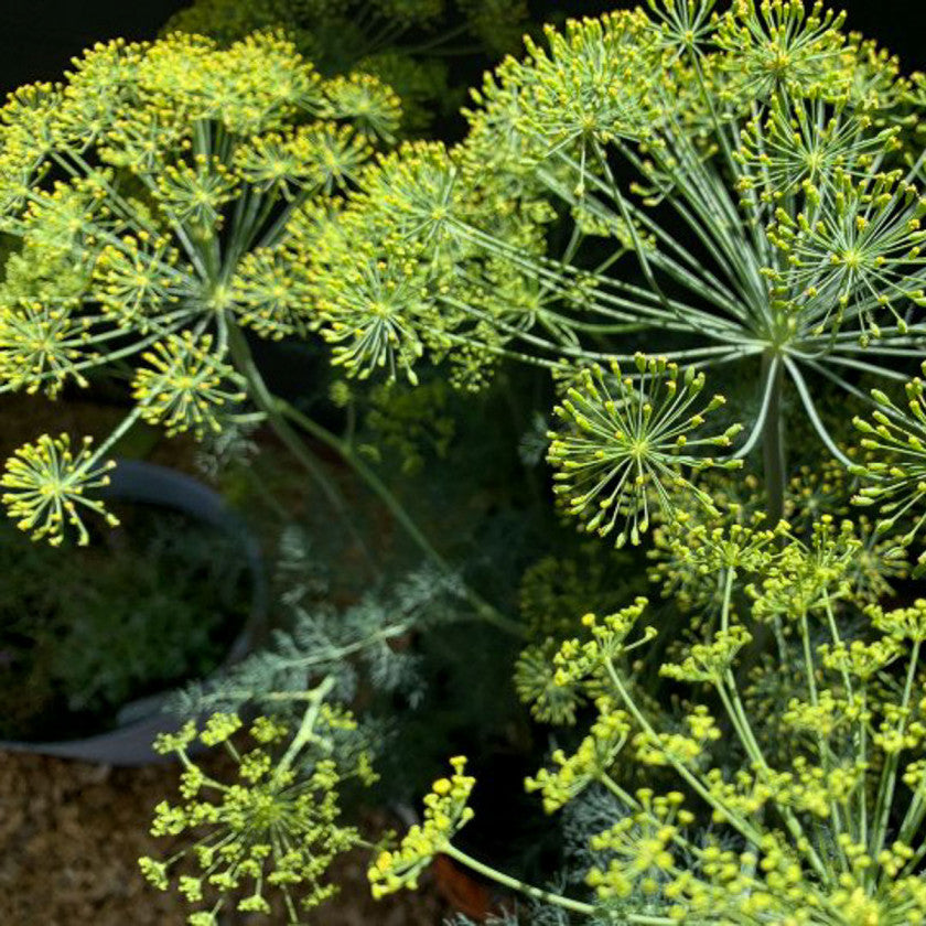 Dill
