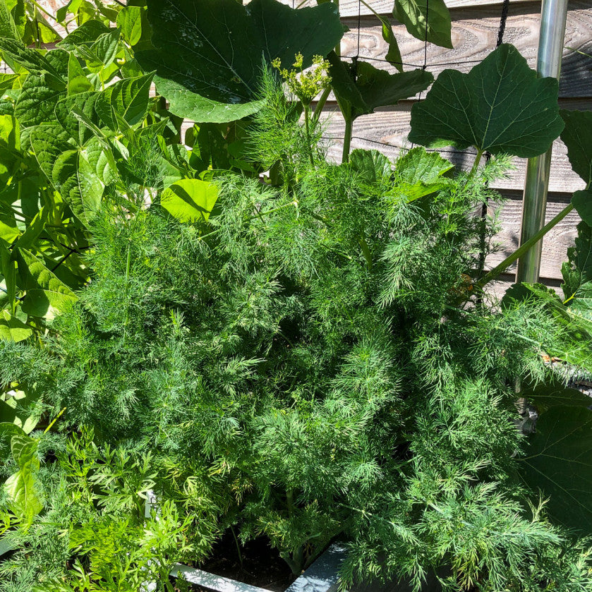 Dill