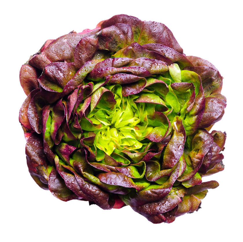 Eikenbladsla Pro
