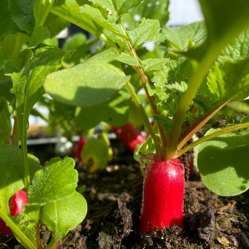 French radish