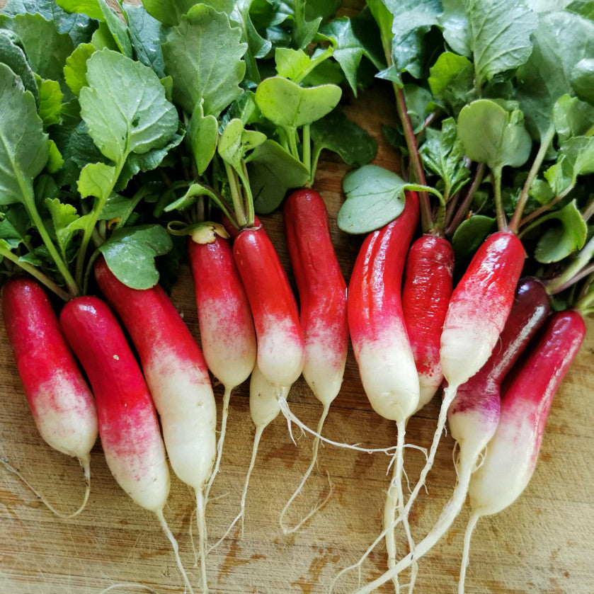 French radish