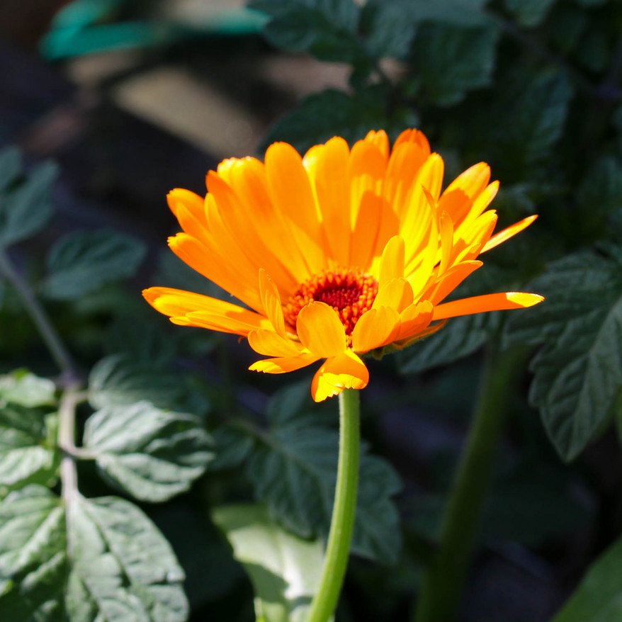 Marigold