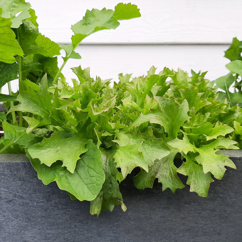 Groene Batavia Pro
