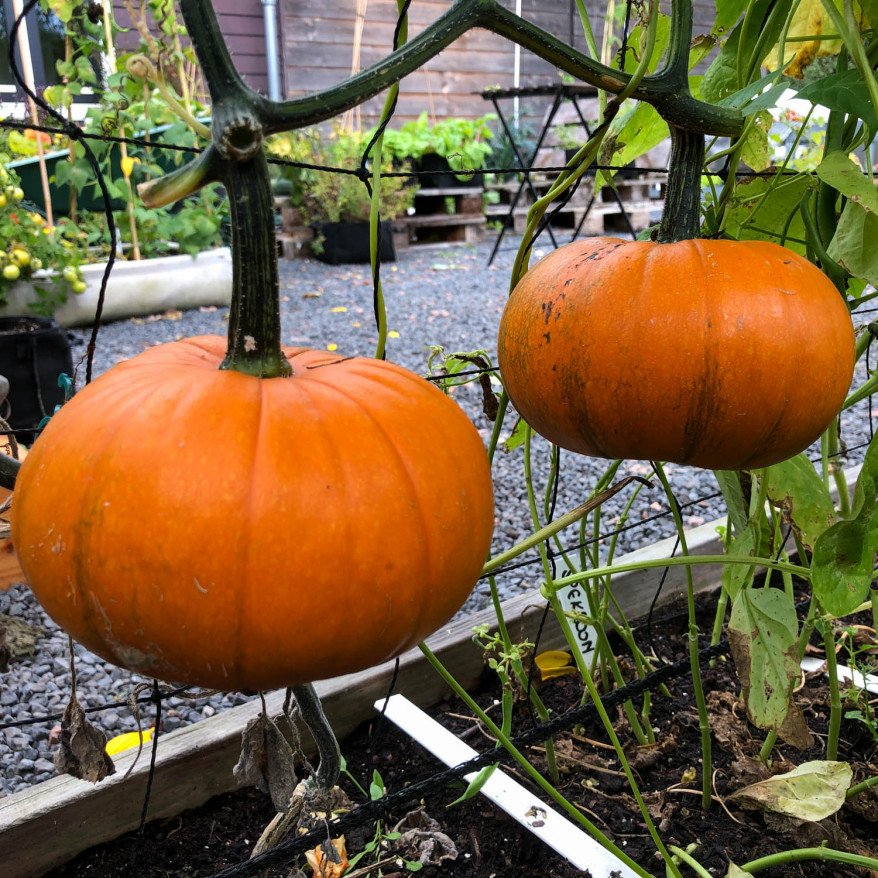 Baby pumpkin