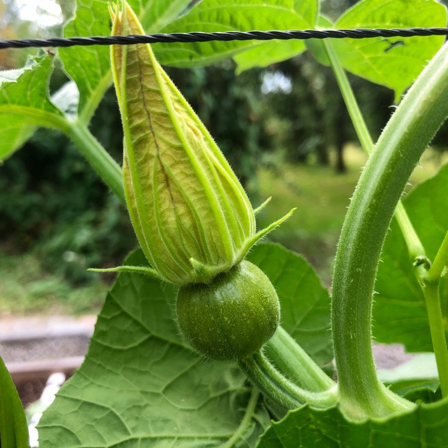 Baby pumpkin