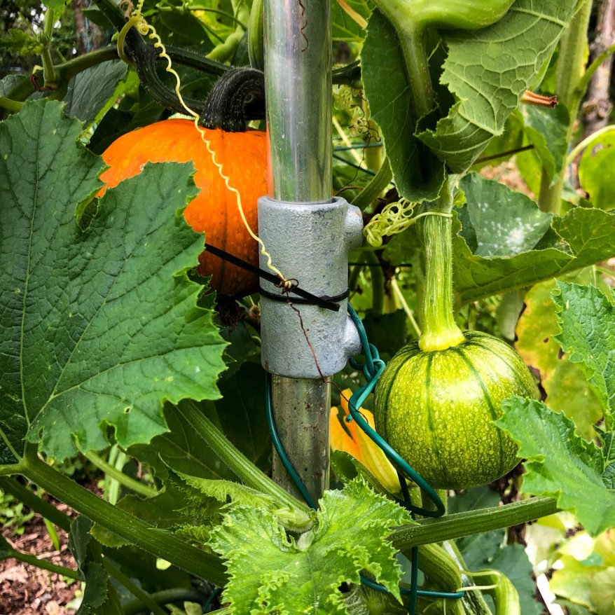 Baby pumpkin
