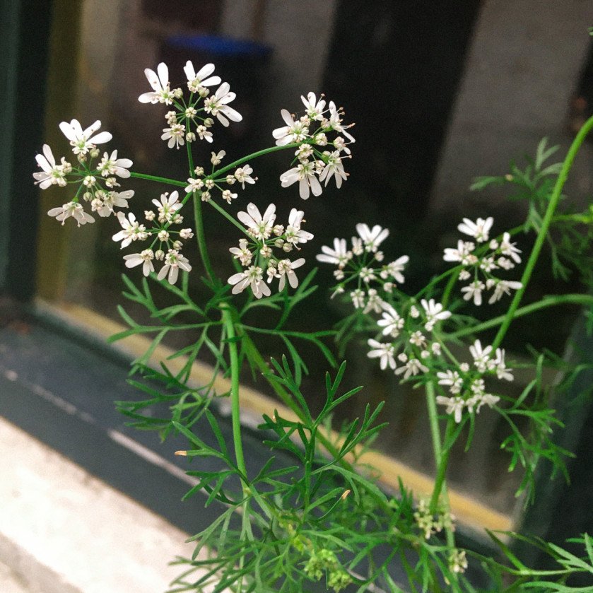 Coriander