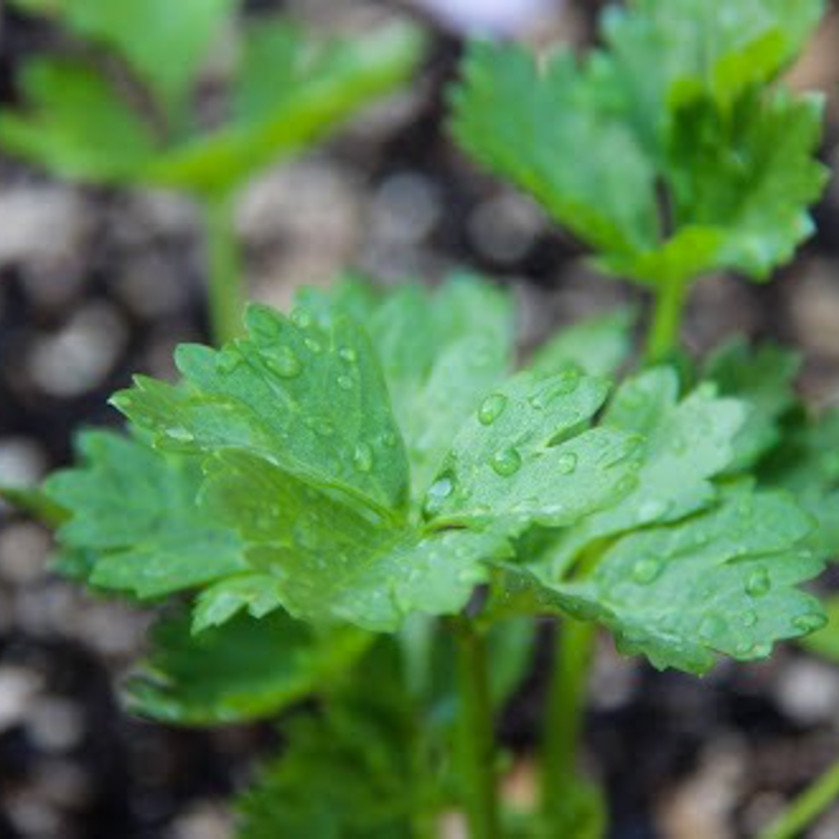 Coriander