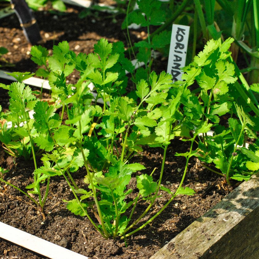 Coriander