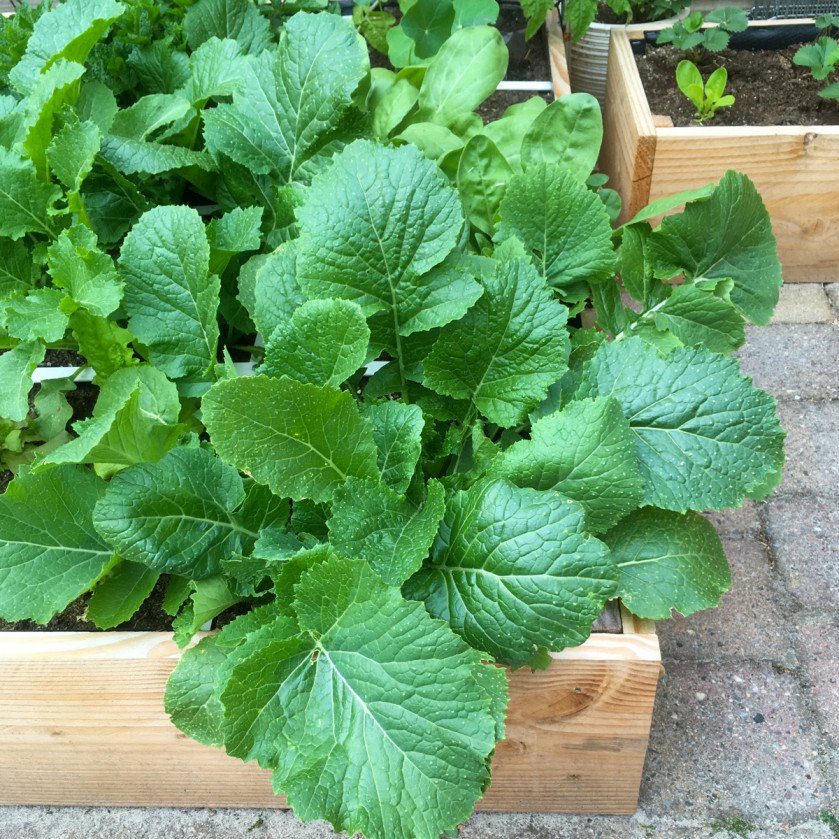 Turnips