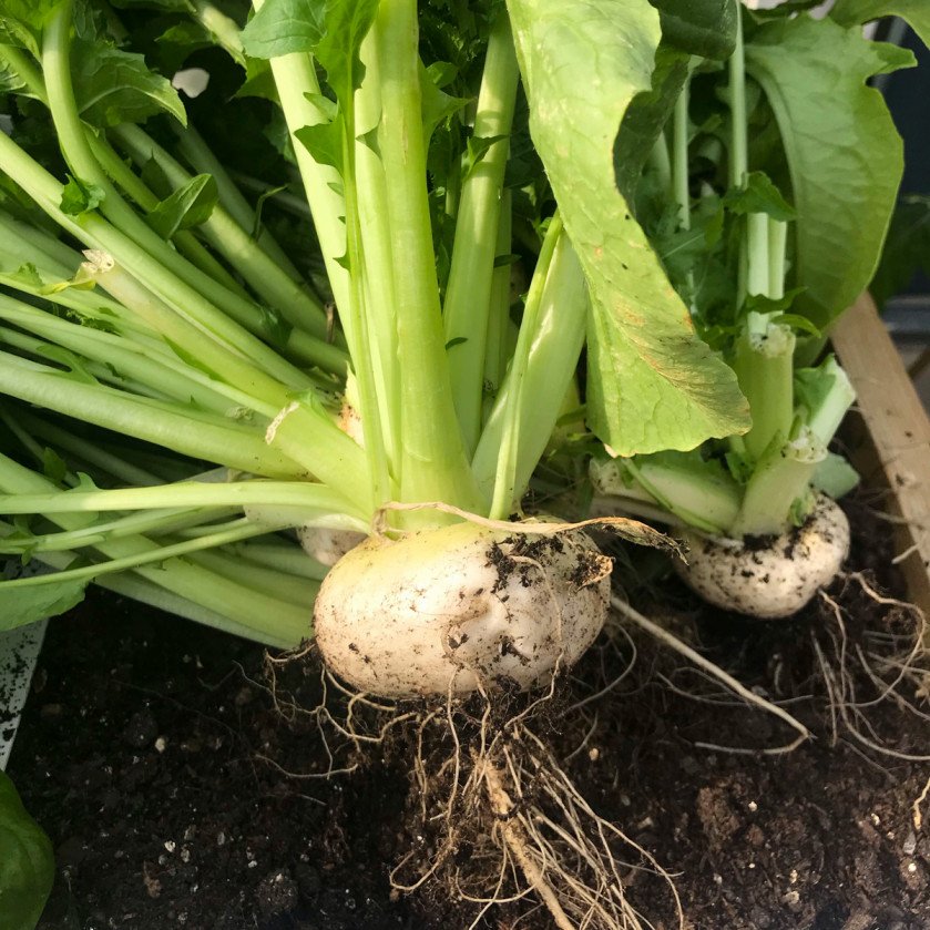 Turnips