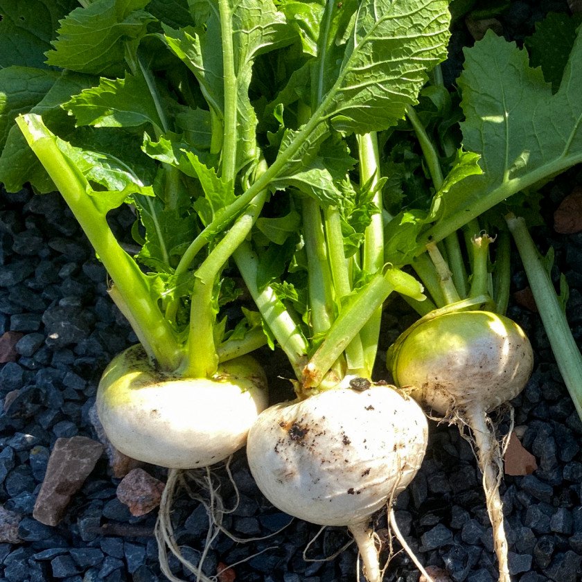 Turnips