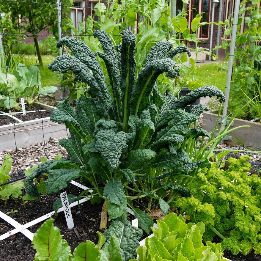 Palm cabbage