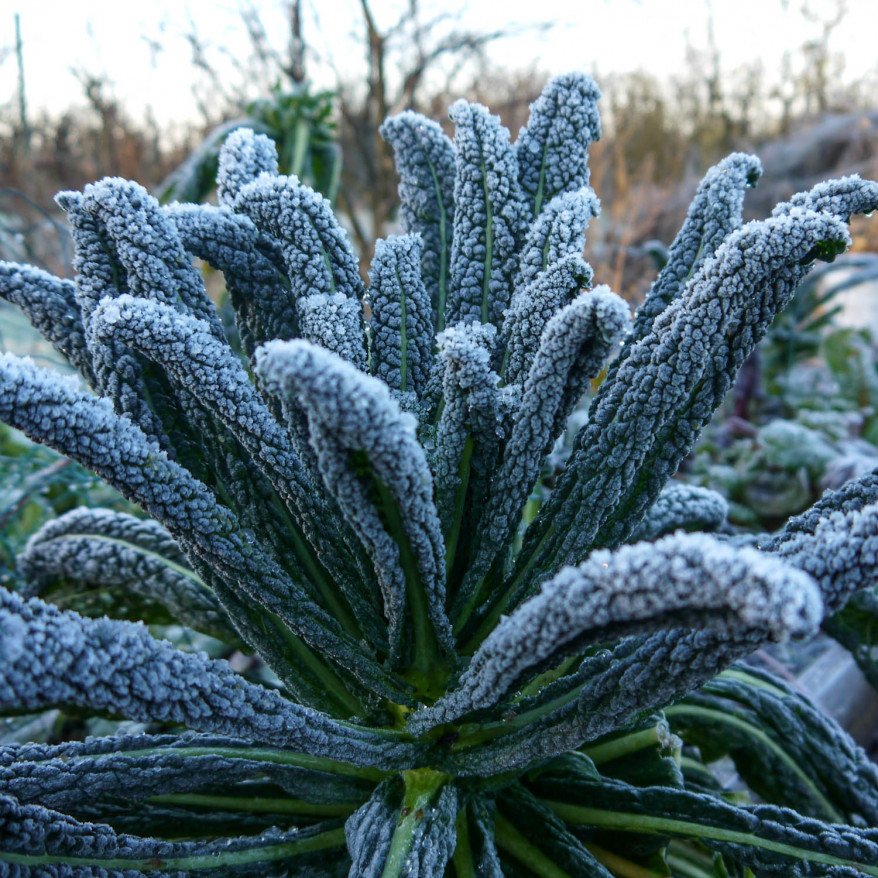 Palm cabbage