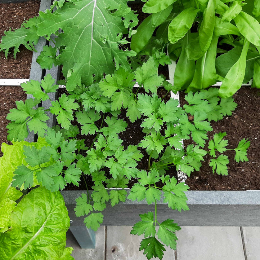 Parsley
