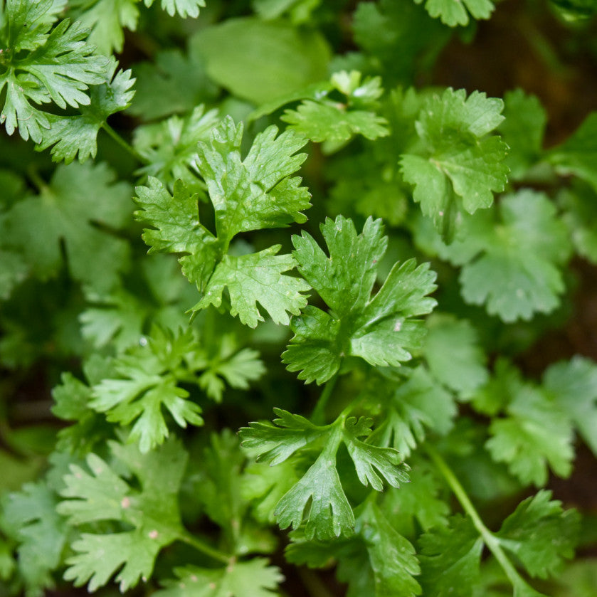 Parsley