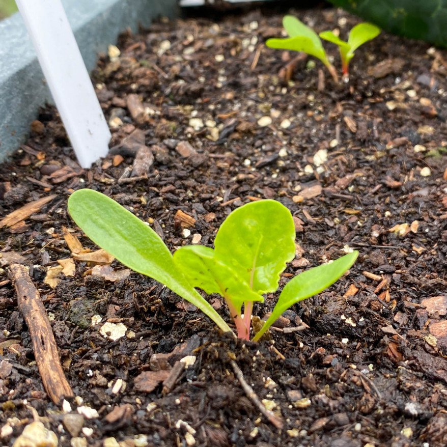 Chard