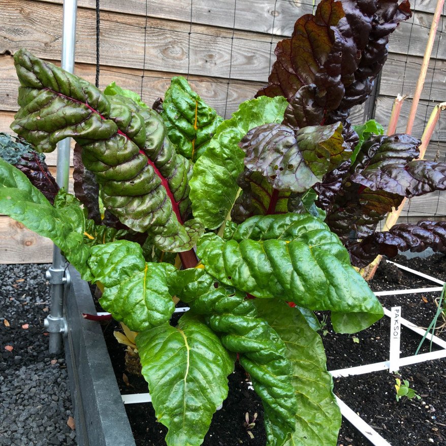 Chard