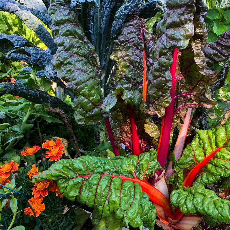 Chard