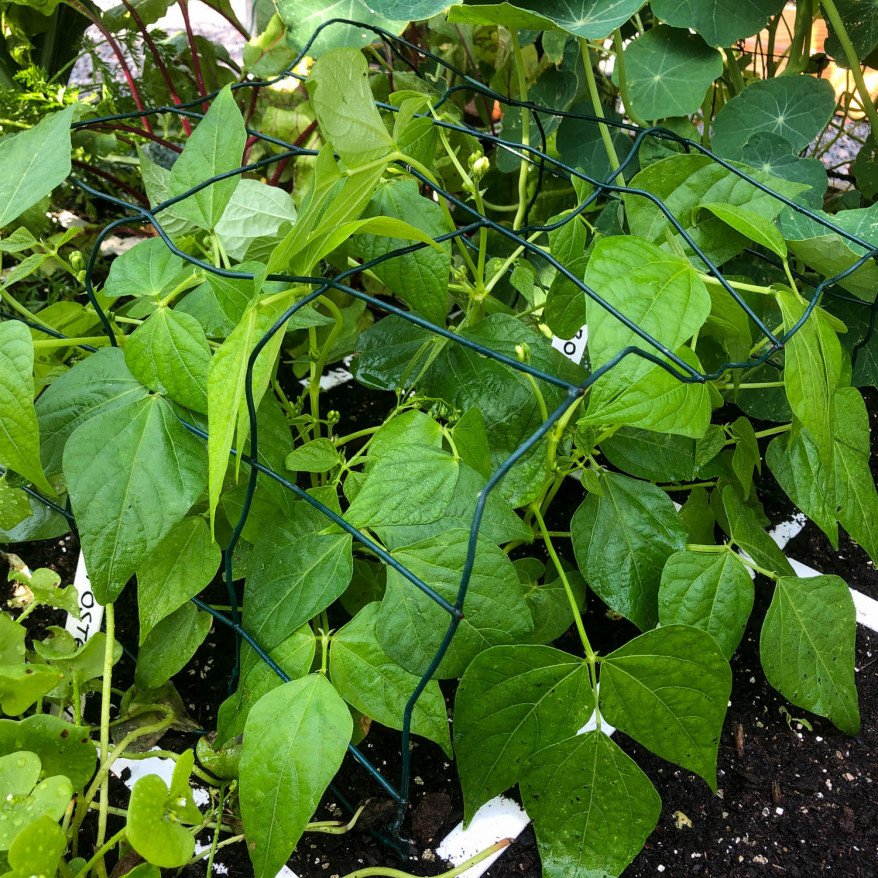 Pedigree bean