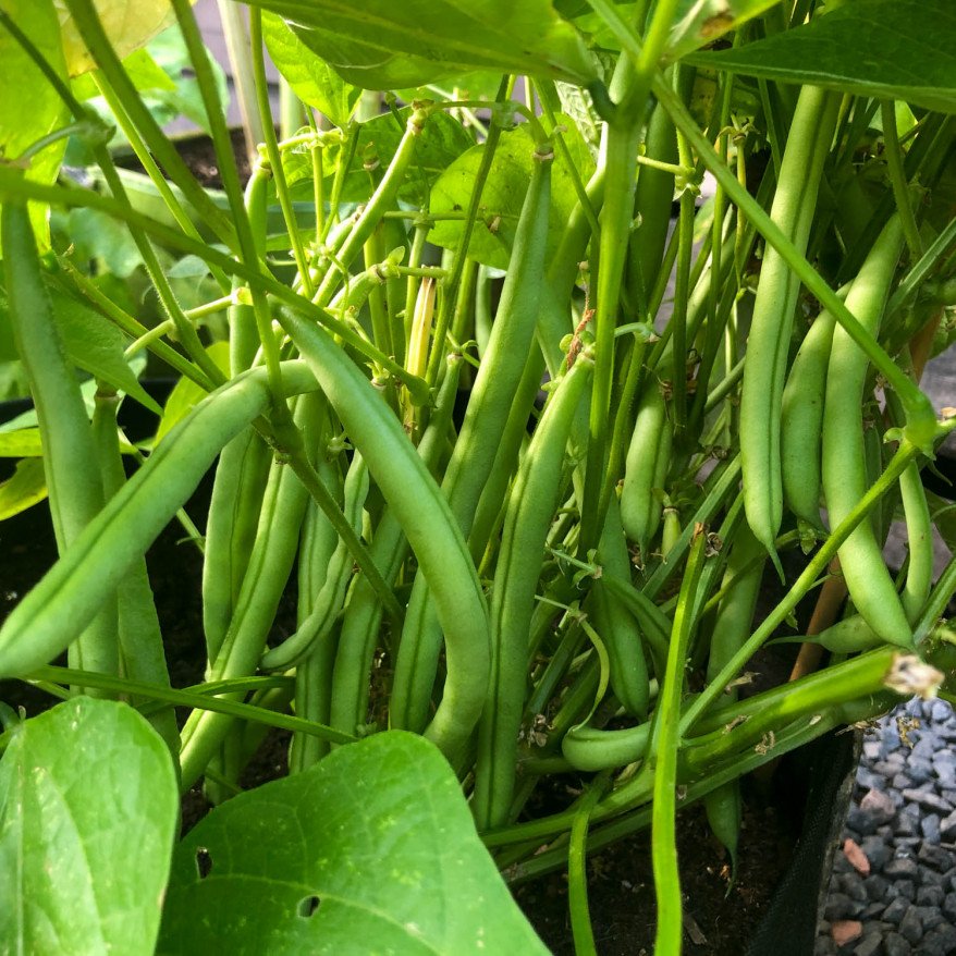 Pedigree bean