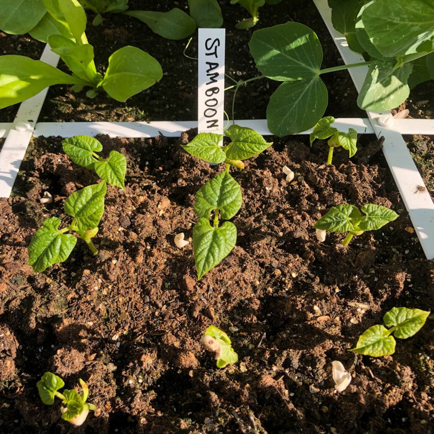 Pedigree bean