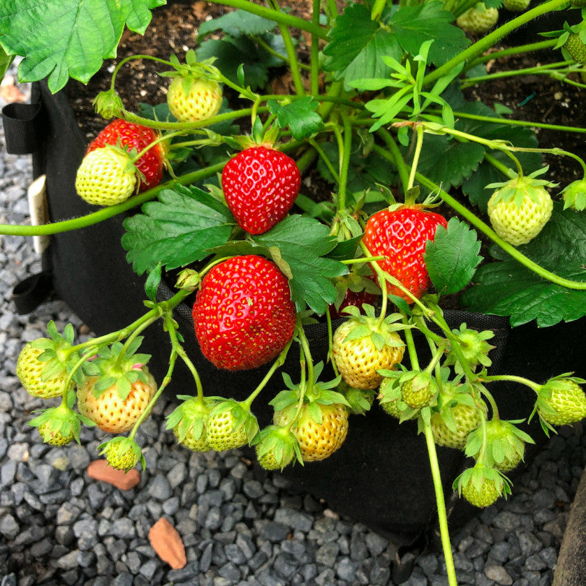 Twee aardbeienplantjes - doordragend Favori