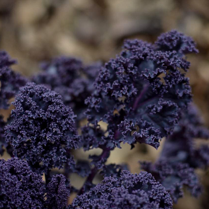 Purple kale