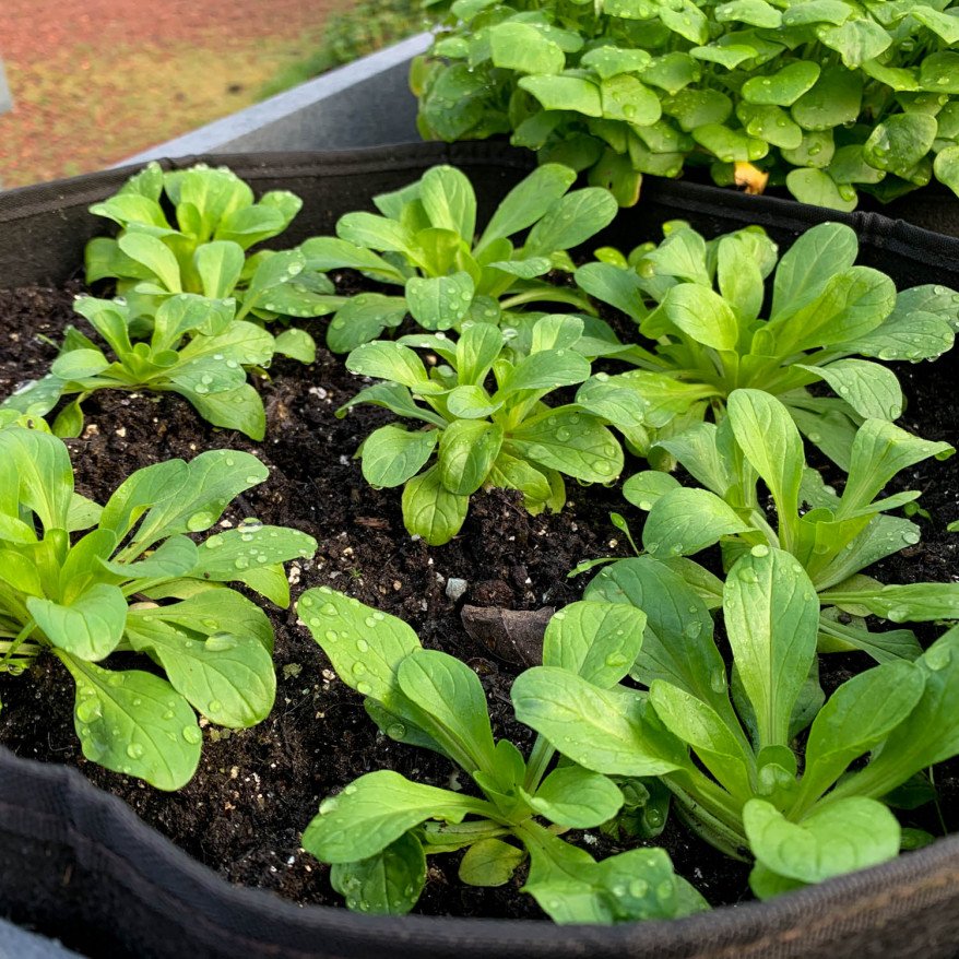 Lamb's lettuce