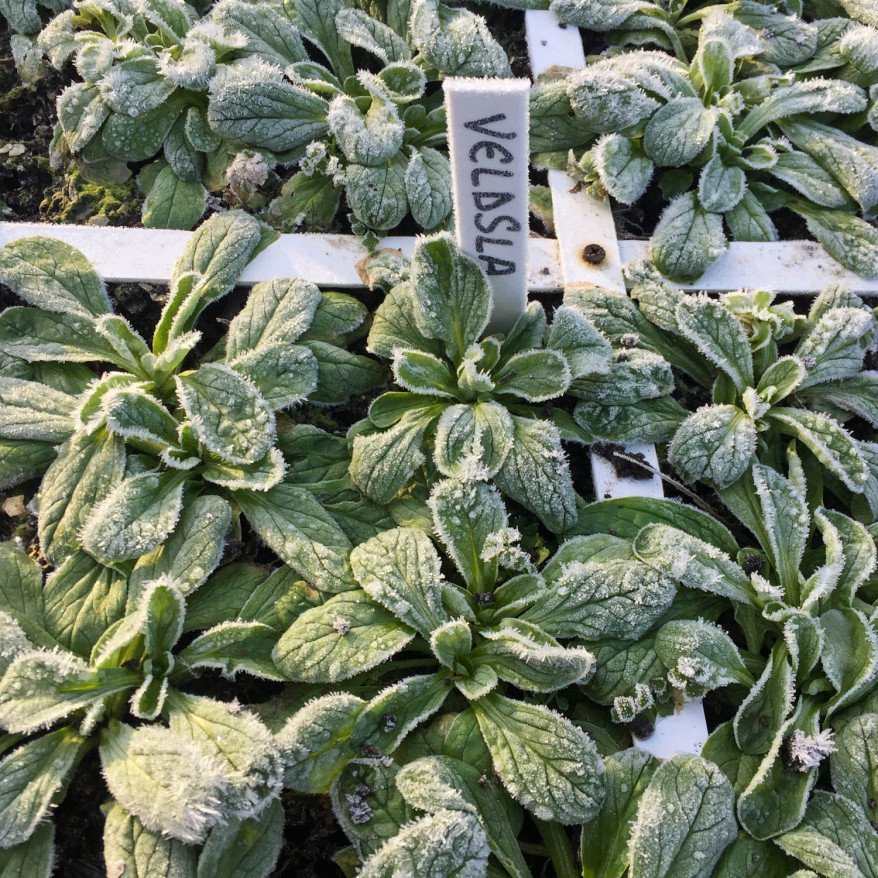 Lamb's lettuce
