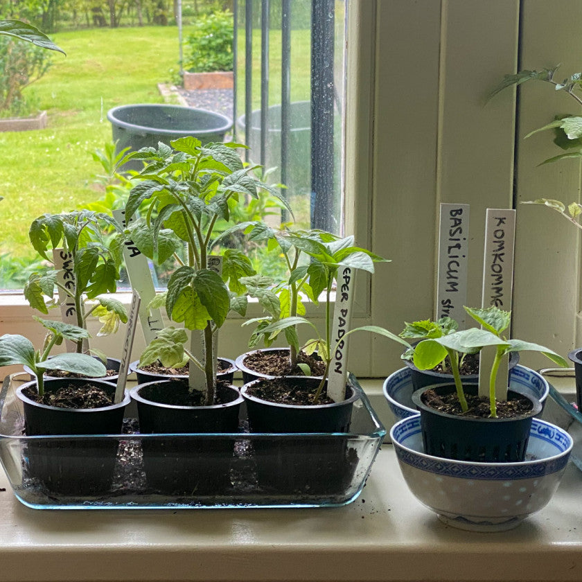 Kleinere Airpotjes (5 stuks)