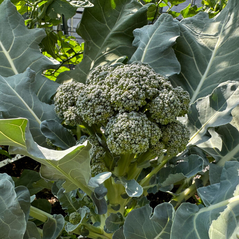 Baby broccoli